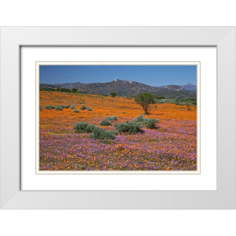 Orange purple blossoms, Namaqua NP, South Africa White Modern Wood Framed Art Print with Double Matting by Young, Bill