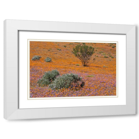 Blossoms in Namaqua NP, Namaqualand, South Africa White Modern Wood Framed Art Print with Double Matting by Young, Bill