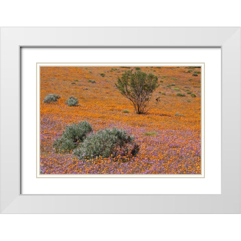 Blossoms in Namaqua NP, Namaqualand, South Africa White Modern Wood Framed Art Print with Double Matting by Young, Bill
