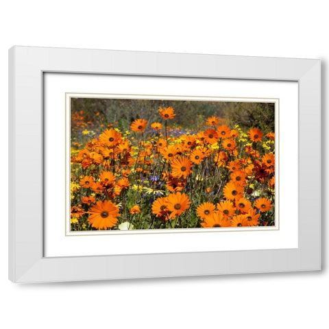 flowers in Namaqua NP, Namaqualand, South Africa White Modern Wood Framed Art Print with Double Matting by Young, Bill