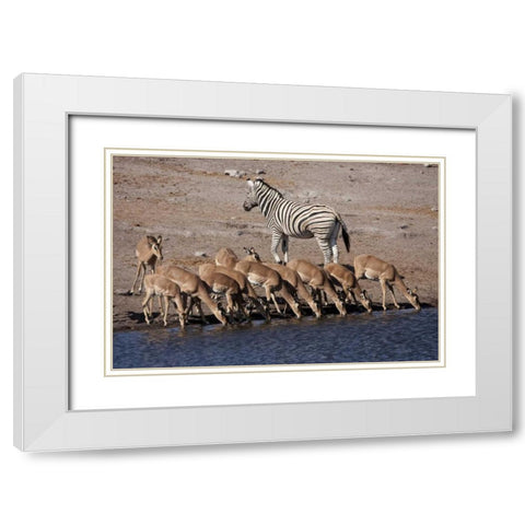Zebra and black-faced impala, Etosha NP, Namibia White Modern Wood Framed Art Print with Double Matting by Young, Bill