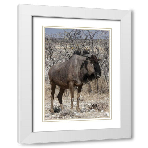 Solitary wildebeest, Etosha NP, Namibia White Modern Wood Framed Art Print with Double Matting by Young, Bill