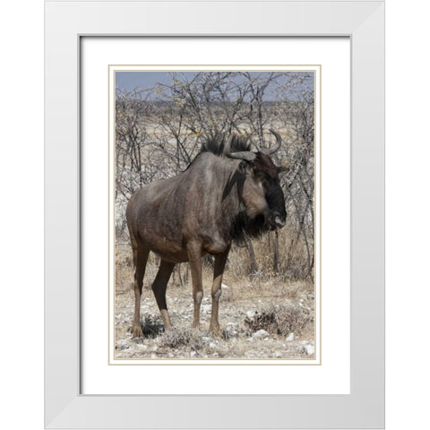 Solitary wildebeest, Etosha NP, Namibia White Modern Wood Framed Art Print with Double Matting by Young, Bill