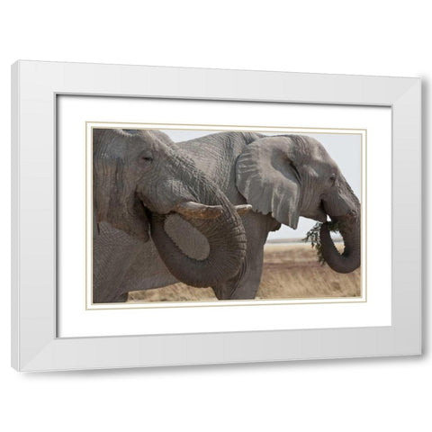 Two elephants eating plants, Etosha NP, Namibia White Modern Wood Framed Art Print with Double Matting by Young, Bill