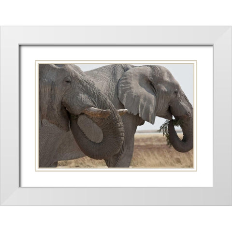 Two elephants eating plants, Etosha NP, Namibia White Modern Wood Framed Art Print with Double Matting by Young, Bill