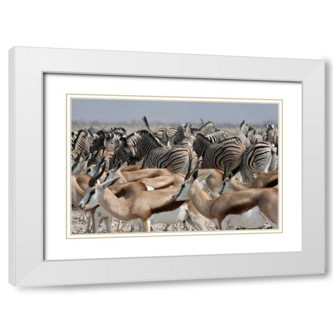Springboks and zebras, Etosha NP, Namibia White Modern Wood Framed Art Print with Double Matting by Young, Bill