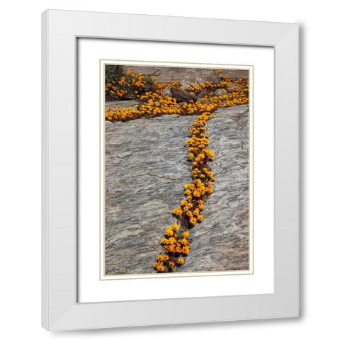 South Namaqualand Flower blossoms among rocks White Modern Wood Framed Art Print with Double Matting by Young, Bill