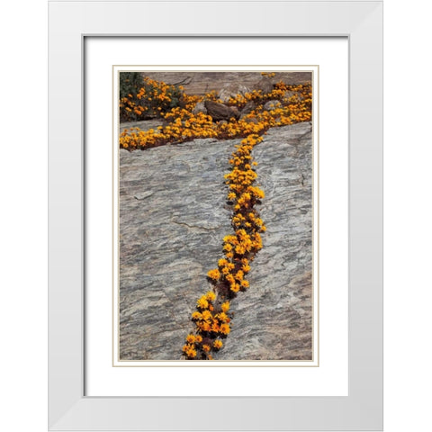 South Namaqualand Flower blossoms among rocks White Modern Wood Framed Art Print with Double Matting by Young, Bill