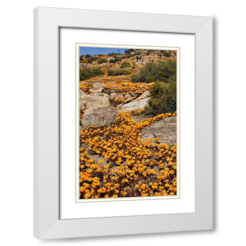 South Namaqualand Flower blossoms among rocks White Modern Wood Framed Art Print with Double Matting by Young, Bill