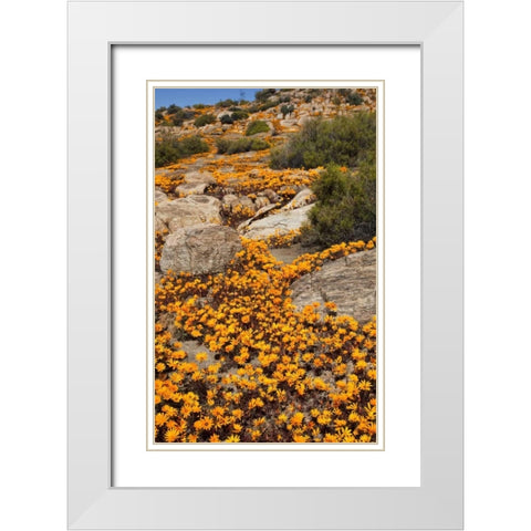 South Namaqualand Flower blossoms among rocks White Modern Wood Framed Art Print with Double Matting by Young, Bill