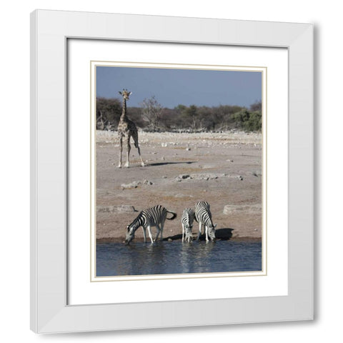 Namibia, Etosha NP Zebra and giraffe at Chudop White Modern Wood Framed Art Print with Double Matting by Young, Bill