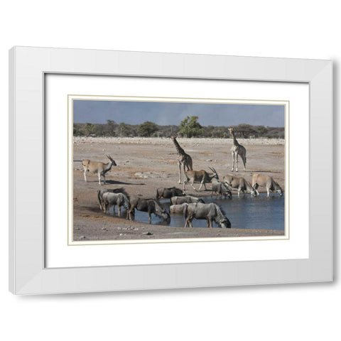 Namibia, Etosha NP  Animals at Chudop waterhole White Modern Wood Framed Art Print with Double Matting by Young, Bill