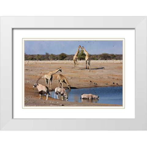 Namibia, Etosha NP Oryx and giraffe at Chudop White Modern Wood Framed Art Print with Double Matting by Young, Bill