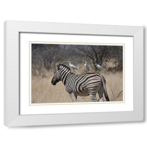 Namibia, Etosha NP Zebra with three egrets White Modern Wood Framed Art Print with Double Matting by Young, Bill