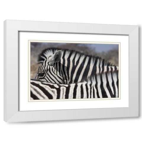 Namibia, Etosha NP Patterns formed by two zebras White Modern Wood Framed Art Print with Double Matting by Young, Bill