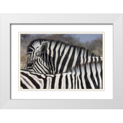 Namibia, Etosha NP Patterns formed by two zebras White Modern Wood Framed Art Print with Double Matting by Young, Bill