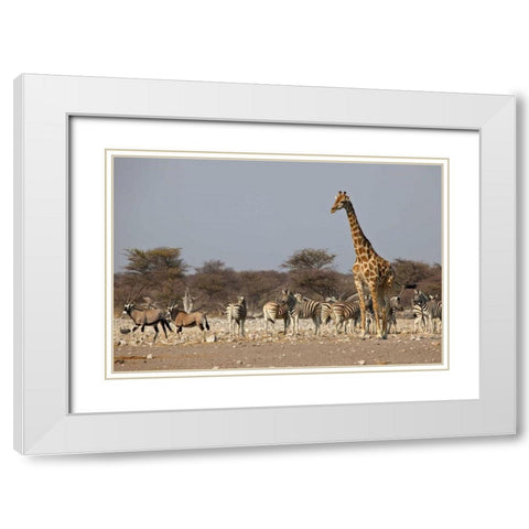Namibia, Etosha NP Animals ongregate at water White Modern Wood Framed Art Print with Double Matting by Young, Bill