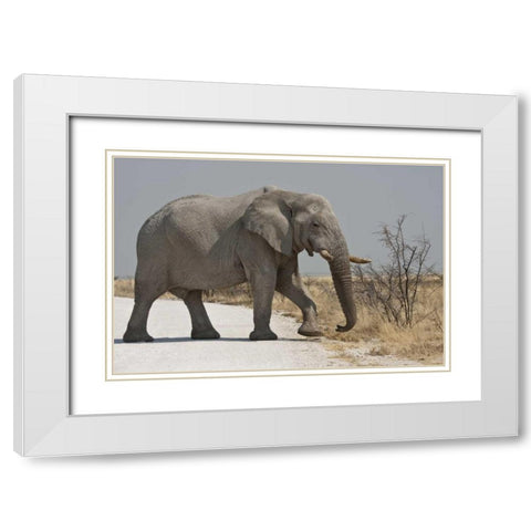 Namibia, Etosha NP Elephant crossing a road White Modern Wood Framed Art Print with Double Matting by Young, Bill