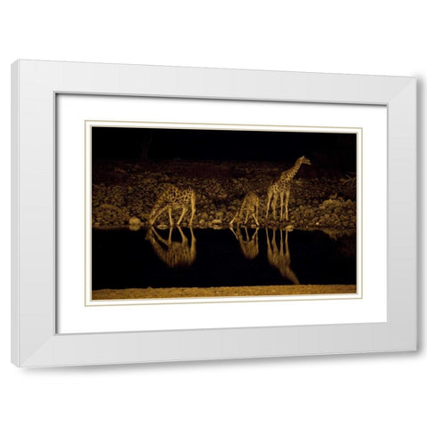 Namibia, Etosha NP Giraffe drinks at Okaukuejo White Modern Wood Framed Art Print with Double Matting by Young, Bill