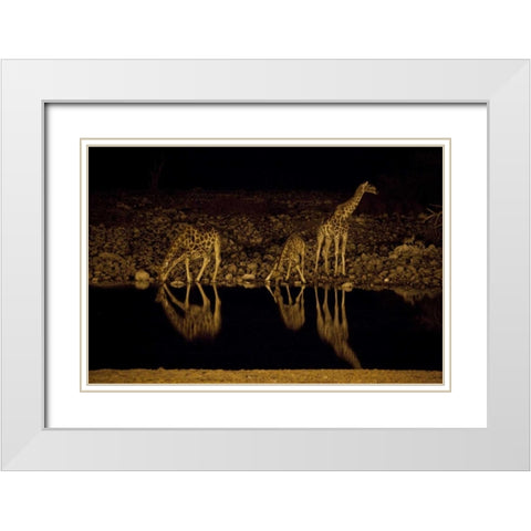 Namibia, Etosha NP Giraffe drinks at Okaukuejo White Modern Wood Framed Art Print with Double Matting by Young, Bill