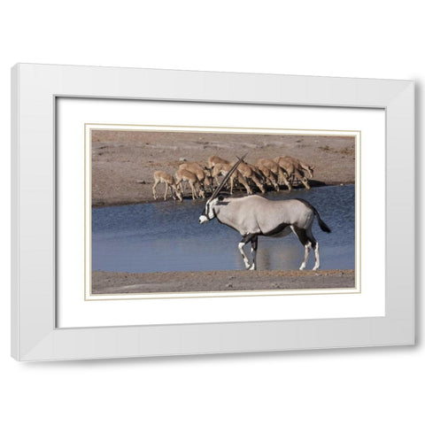 Namibia, Etosha NP Oryx and black-faced impala White Modern Wood Framed Art Print with Double Matting by Young, Bill