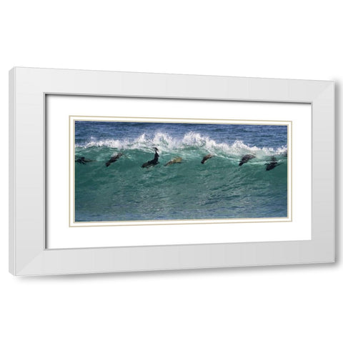 South Africa Seals surfing in waves White Modern Wood Framed Art Print with Double Matting by Young, Bill