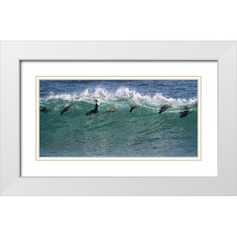 South Africa Seals surfing in waves White Modern Wood Framed Art Print with Double Matting by Young, Bill