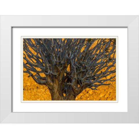 South Richtersveld NP Quiver tree White Modern Wood Framed Art Print with Double Matting by Young, Bill