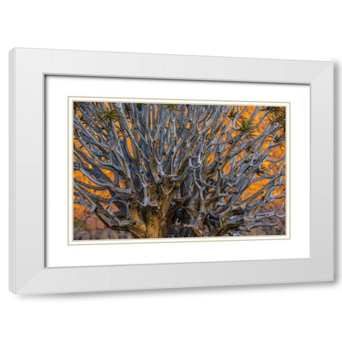 South Richtersveld NP Quiver tree White Modern Wood Framed Art Print with Double Matting by Young, Bill