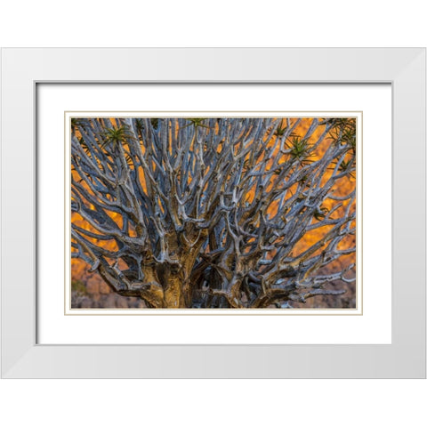 South Richtersveld NP Quiver tree White Modern Wood Framed Art Print with Double Matting by Young, Bill