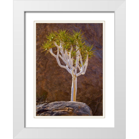 South Richtersveld NP Quiver tree and boulders White Modern Wood Framed Art Print with Double Matting by Young, Bill