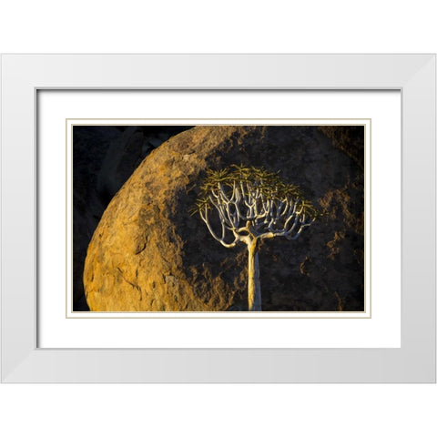 South Richtersveld NP Quiver tree and boulder White Modern Wood Framed Art Print with Double Matting by Young, Bill