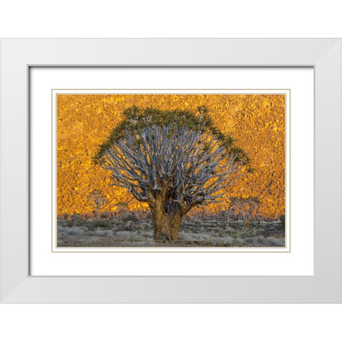 South Richtersveld NP Quiver trees against hill White Modern Wood Framed Art Print with Double Matting by Young, Bill