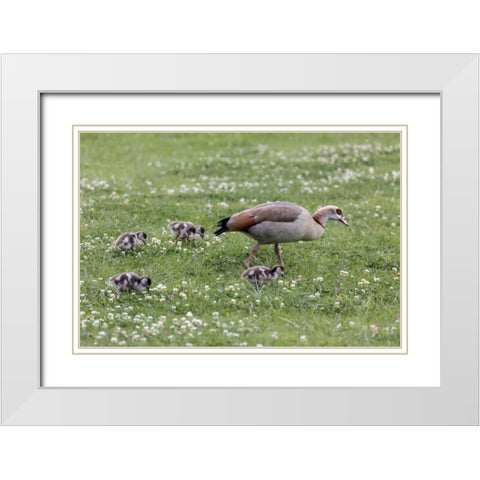 South Cape Town Mother goose with goslings White Modern Wood Framed Art Print with Double Matting by Lord, Fred