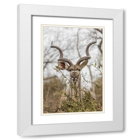 Africa, South Africa Adult greater kudu White Modern Wood Framed Art Print with Double Matting by Lord, Fred