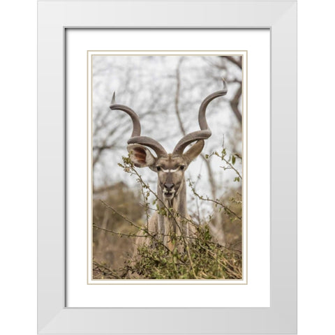 Africa, South Africa Adult greater kudu White Modern Wood Framed Art Print with Double Matting by Lord, Fred