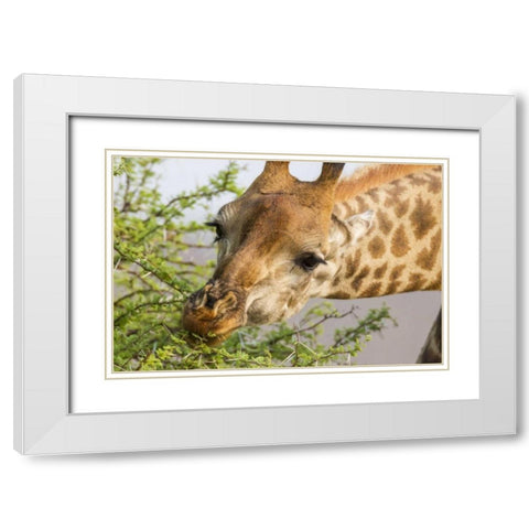 South Africa Giraffe feeding on acacia leaves White Modern Wood Framed Art Print with Double Matting by Lord, Fred