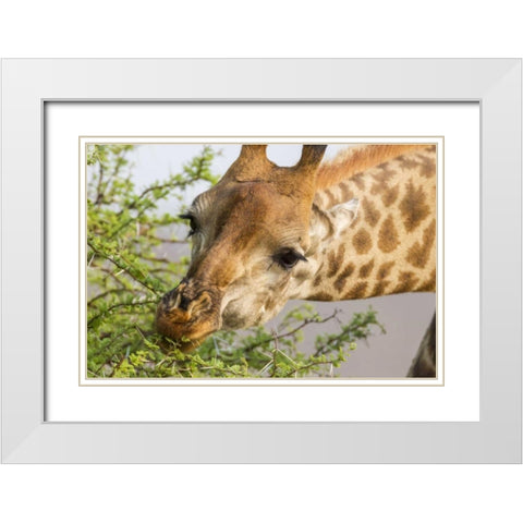 South Africa Giraffe feeding on acacia leaves White Modern Wood Framed Art Print with Double Matting by Lord, Fred