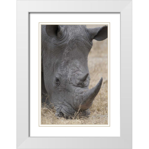 Africa, South Africa Close-up of rhino head White Modern Wood Framed Art Print with Double Matting by Lord, Fred