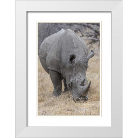 Africa, South Africa Rhinoceros grazing White Modern Wood Framed Art Print with Double Matting by Lord, Fred