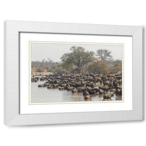 South Africa, Cape buffalo herd at water hole White Modern Wood Framed Art Print with Double Matting by Lord, Fred