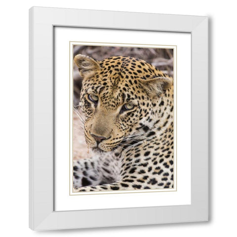 South Ngala Private Game Reserve Young leopard White Modern Wood Framed Art Print with Double Matting by Lord, Fred