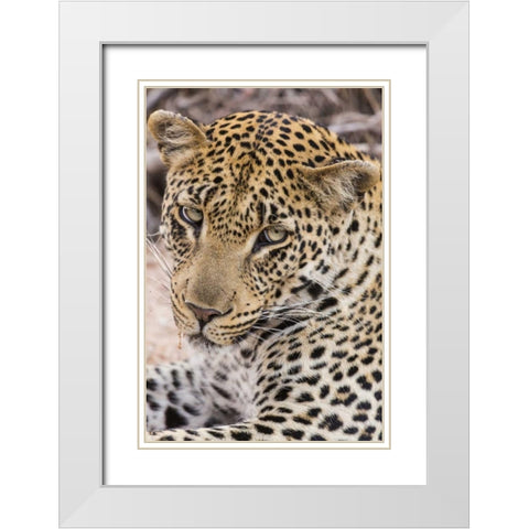 South Ngala Private Game Reserve Young leopard White Modern Wood Framed Art Print with Double Matting by Lord, Fred