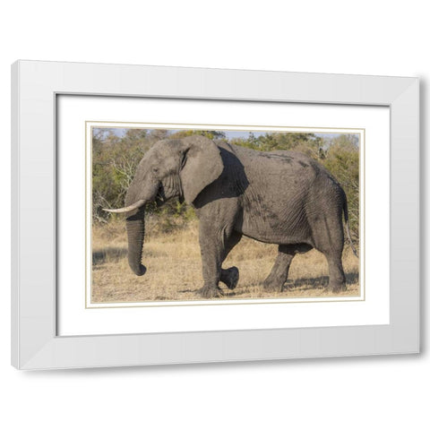South Africa, Side view of male elephant White Modern Wood Framed Art Print with Double Matting by Lord, Fred