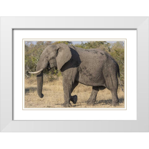 South Africa, Side view of male elephant White Modern Wood Framed Art Print with Double Matting by Lord, Fred