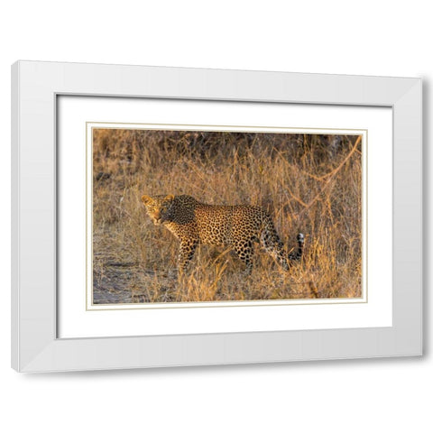 South Africa, Wary leopard in grass White Modern Wood Framed Art Print with Double Matting by Lord, Fred