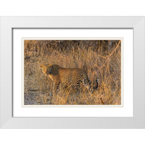South Africa, Wary leopard in grass White Modern Wood Framed Art Print with Double Matting by Lord, Fred