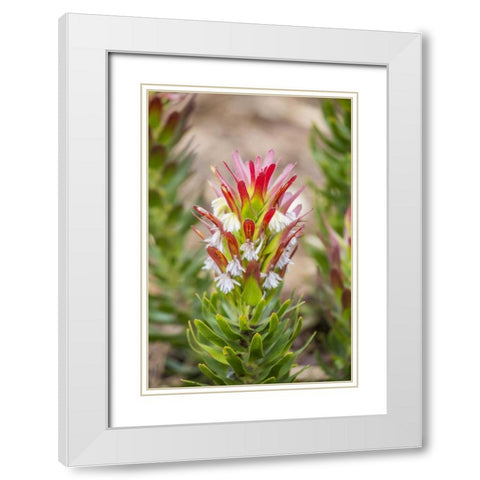 Africa, South Africa, Cape Town Protea flower White Modern Wood Framed Art Print with Double Matting by Lord, Fred