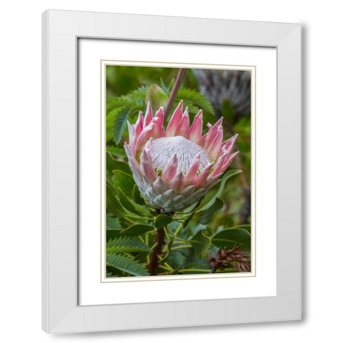 South Cape Town King protea flower White Modern Wood Framed Art Print with Double Matting by Lord, Fred