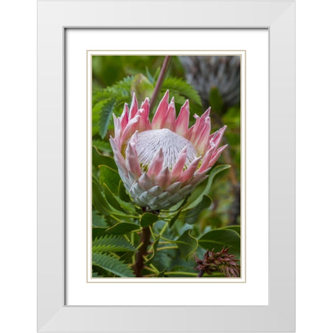 South Cape Town King protea flower White Modern Wood Framed Art Print with Double Matting by Lord, Fred